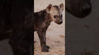 Wild cubs #shorts #cubs #wildlife