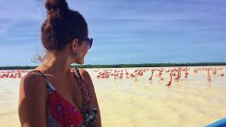 Pink Flamingos in Celestun - MEXICO 🇲🇽