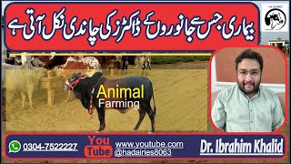 Dangerous animal disease | black quarter and 3 day sickness disease | animal farming | HA DAIRIES