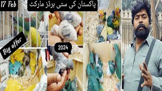 Lahore Sunday birds market update 2024 || Shalamar birds market || 17 feb || birds update