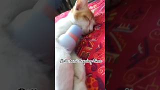 when cat is sleeping | sleeping cat | billu rani was sleeping | billu cat club | #sleeplessnight