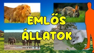 Emlős állatok ( ismeretterjesztő gyerekeknek ) 🐼🐪🦮