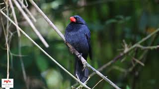 Bico-de-pimenta  (Saltator fuliginosus)  Black-throated Grosbeak