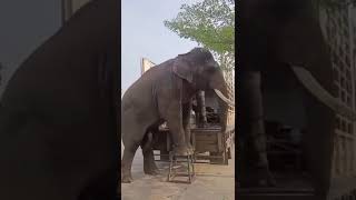 elephant. education big vipan or discipline big vipan