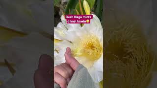 Sudah benar blm caranya yah??😬#viral #video #trending #shortvideo #berkebun #buahnaga #shorts #fyp