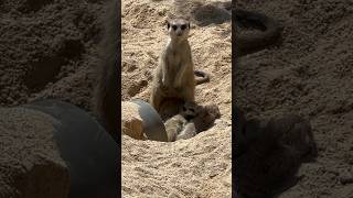 Baby Meerkats getting cleaned/groomed by their mum! #shorts #meerkat #zoo #ytshorts