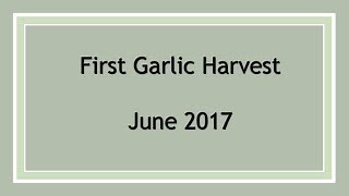 Garlic Harvest - June 2017