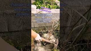 ПІДПИШИСЬ SUBSCRIBE Ідеї ​​квітника Pomysły na ogród kwiatowy w domu #Zboża#cereals#diygardening