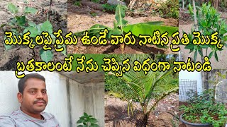 మొక్కలపై ప్రేమ ఉండే వారు నాటిన ప్రతి మొక్క బ్రతకాలంటే నేను చెప్పిన విధంగా నాటండి Raja Vlogs inTelugu