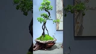 Tác phẩm hồng bonsai của các nghệ nhân trung hoa