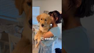 What a difference a month makes 🥹 #cutepuppy #puppyvideos #goldenretrieverpuppy #growingup