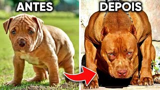 COMO ALIMENTAR UM FILHOTE DE PITBULL