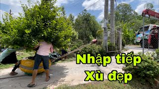 Nhập và Gl, chia sẻ  tâm sự ace một số cây mai khá,đẹp