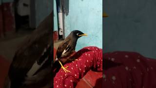 common myna baby rescue #commonmyna #birds #baby #rescue #rescuebirds #birdsounds #video #wildlife