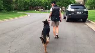 Claude| leash reactivity gone | funtastic k9 training