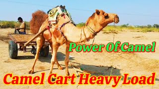 The Power Of Camel || Camel Cart Carrying Heavy Load