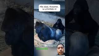 Gorilla daddy and baby love moments #gorilla #viralvideo #gorillalove #monkey #shortvideo #shorts