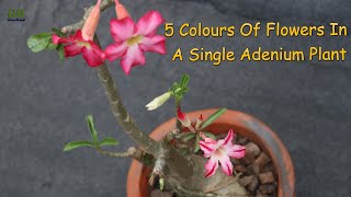 Adenium multicolor grafting | 5 colours of flowers in a single adenium plant