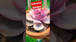 #entreplantasconjen #echeveriarainbow #suculentas #costarica #plant #succulentgarden