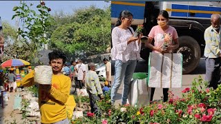 21 April Galiff Street Flower Plants Market Visit On Sunday Morning | Hibiscus Beli Bougainvillea