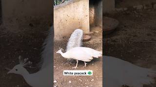 Do you ever seen ?❤️ White peacock 🦚#wildlife #trending #viral #shorts