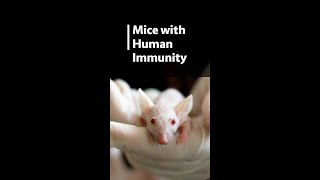 Mice with Human Immunity: The Future of Medicine?