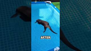 Otter Floating In A Pool 😱