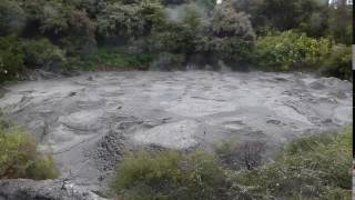 Mudpool - Rotorua