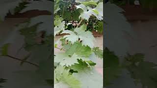 سلطانیہ سی انگور فروٹنگ۔ فیصل آباد #cyberagriextension #indoorgardening