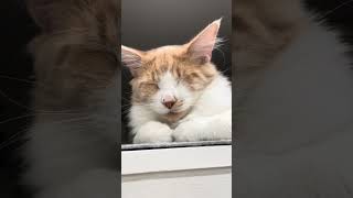 Maine Coon | La buonanotte di Mike 🌜😹🐈😻