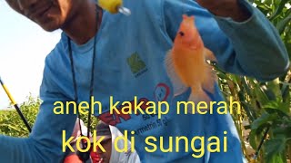 mancing ikan nila pakai umpan lumut memang ampuh