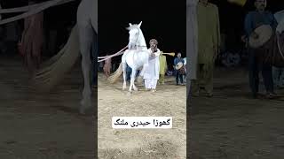 گھوڑا حیدری ملنگ #trending #horse #horseshow #horsedanceclub