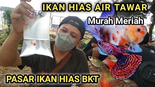 SURVEY HARGA IKAN HIAS AIR TAWAR || Pasar ikan hias BKT