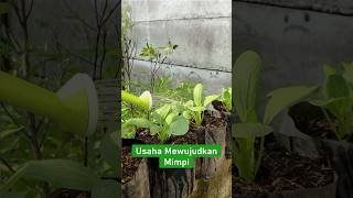 Usaha mewujudkan mimpi