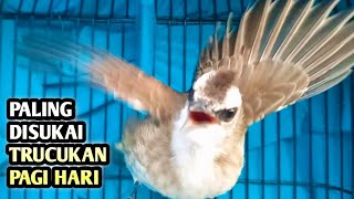 trucukan gacor EMOSI ROPEL PANJANG pancingan trucukan agar bunyi JADIKAN burung trucukan gacor NYAUT