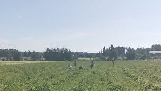 Strawberry Picking LIVE