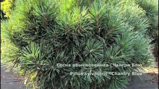 Сосна обыкновенная "Чантри Блю"  Pinus sylvestris "Chantry Blue"