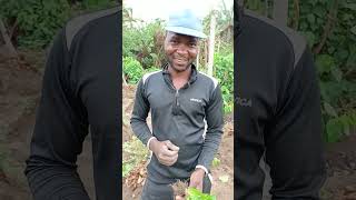 how to Intercrop pepper with yam.