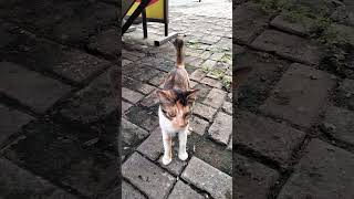 Sambutan Hangat Kucing Kembang Telon Yang Baru Kenal #shorts