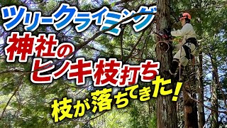 【ツリークライミング】神社のヒノキ枝打ち作業