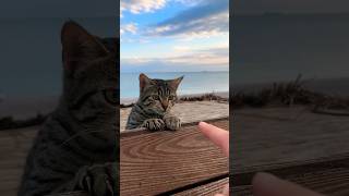 😻💙Feeding baby cat in Konyalty beach Antalya #turkey #viral