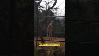 Giraffe lunch time in nandankanan zoo