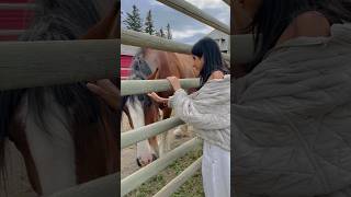 Petting a cute horse at Heritage Park in Calgary