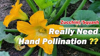 Do I Really Need to Hand Pollinate Zucchini/Squash for Higher Yields |Pollinating insect |Pollinator