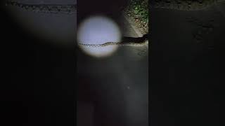 Python crossing the street in the night (raw footage)