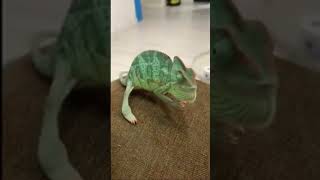 Chameleon spits the owner!