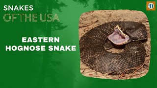 EASTERN HOGNOSE SNAKE