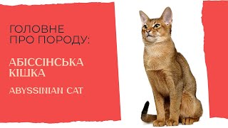 Головне про породу: Абіссінська кішка. Характеристики породи Abyssinian #породикотів #abyssinian