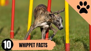 Whippet - Top 10 Facts