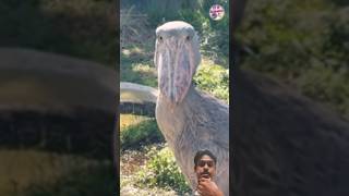 Amazing shoebill bird wow 😲 #shorts #shoebill #birds